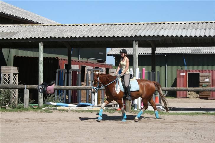 Blåt udstyr + dressur <3 billede 16