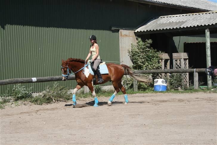 Blåt udstyr + dressur <3 billede 17