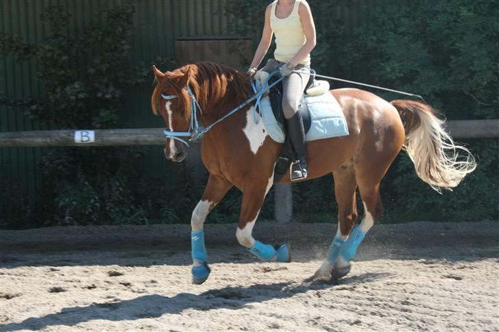 Blåt udstyr + dressur <3 billede 18