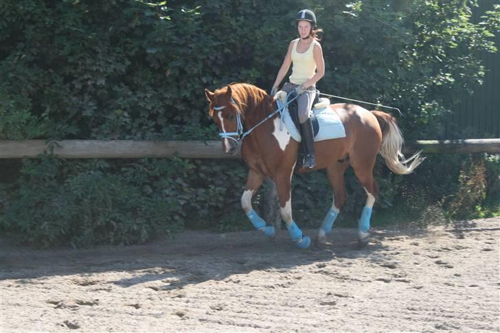 Blåt udstyr + dressur <3 billede 19