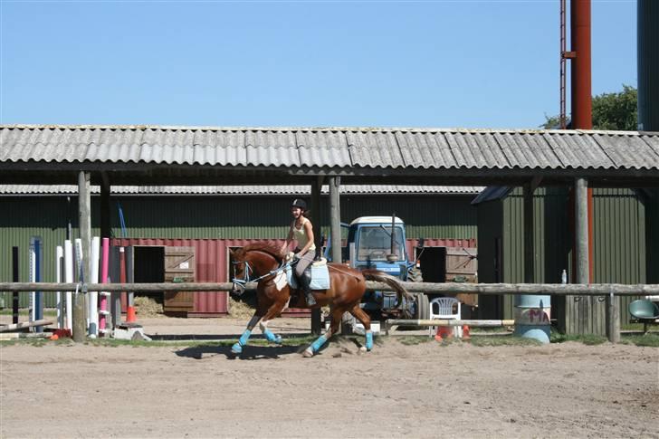 Blåt udstyr + dressur <3 billede 20