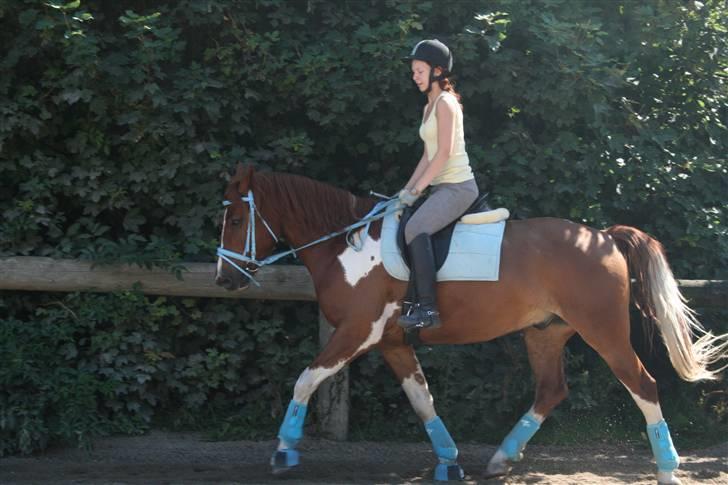 Blåt udstyr + dressur <3 billede 21