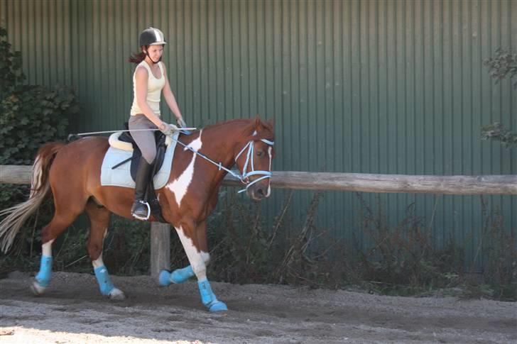 Blåt udstyr + dressur <3 billede 22