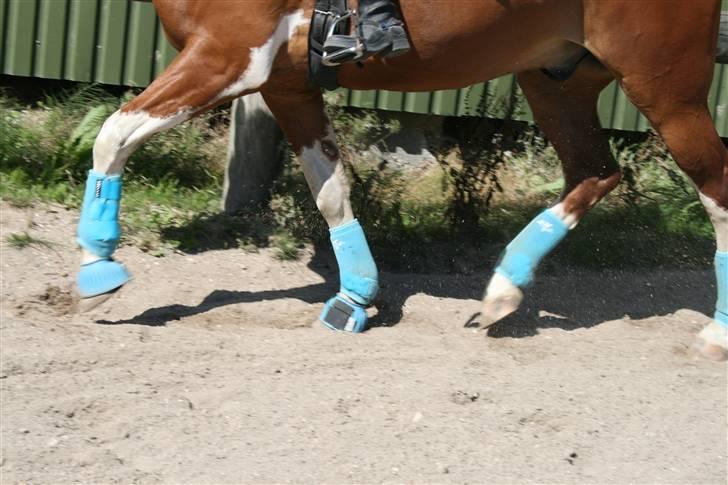 Blåt udstyr + dressur <3 billede 24