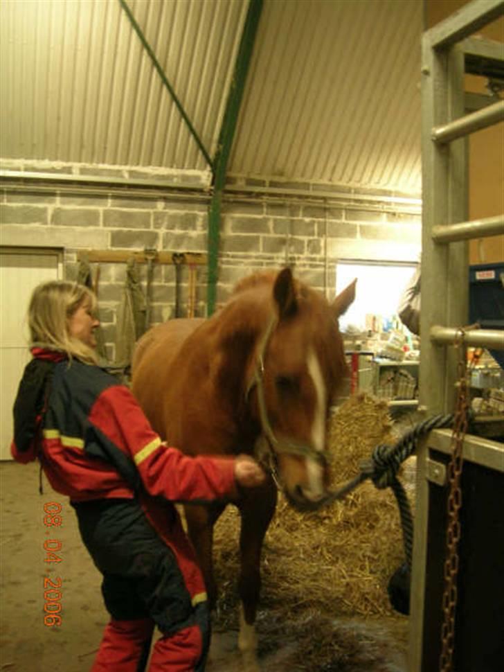 Billeder af mine heste. - Oliver og min mor ! billede 1