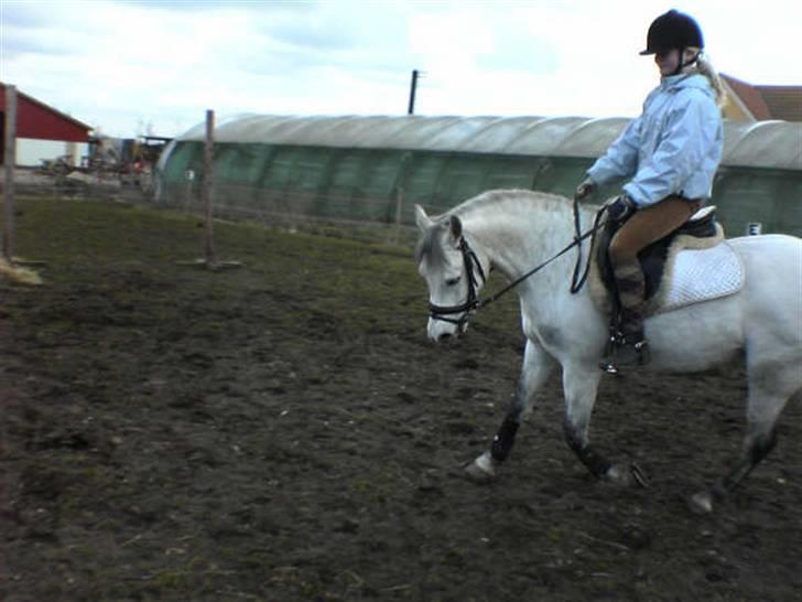 Billeder af mine heste. - Min veninde rider Laban for mig, når Laban varms op går han altid dybt så derfor går han dybt ? men smuk er han så længe jeg ikke sidder på ham ! hih' <3 :D billede 12
