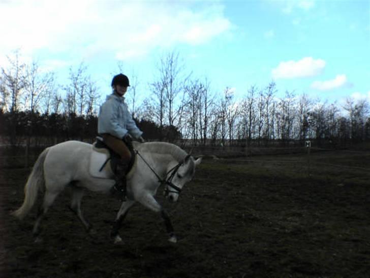 Billeder af mine heste. - Min veninde rider Laban for mig, når Laban varms op går han altid dybt så derfor går han dybt ? men smuk er han så længe jeg ikke sidder på ham ! hih' <3 :D billede 13