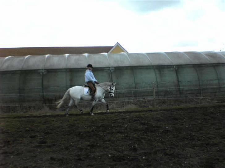 Billeder af mine heste. - Min veninde rider Laban for mig, når Laban varms op går han altid dybt så derfor går han dybt ? men smuk er han så længe jeg ikke sidder på ham ! hih' <3 :D billede 17
