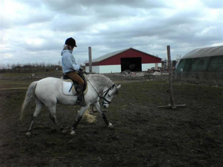 Billeder af mine heste. billede 18