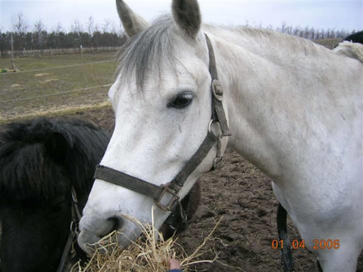 Billeder af mine heste. billede 19
