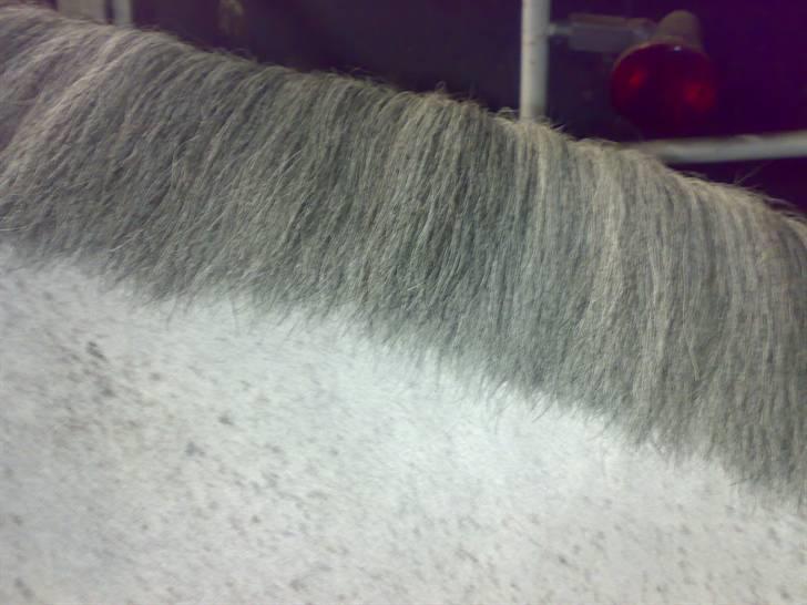 Flette-guide til rosenknopper - Det er bedst at ordne og vaske manen et par dage inden du skal flette. Hvis du lige har vasket den, kan du have problemer med, at den bliver for glat. Manen skal være så vidt muligt lige tyk og lang. En længde på 10-12 cm er passende. billede 1