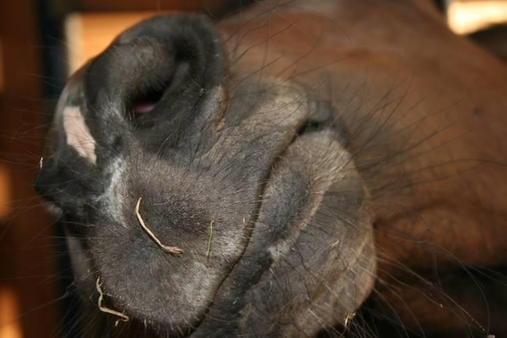 Mine sjove/mærkelige billeder... - Mulen på Tennessee Walking Horse hoppen Ankje på 3 år. billede 3