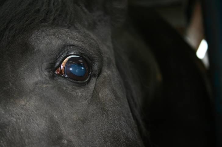 Mine sjove/mærkelige billeder... - The eye of Tennessee Walking Horse:  The Little Gremlin. ;oP billede 4