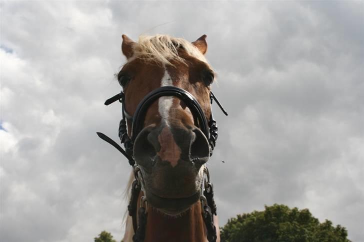 Mine sjove/mærkelige billeder... - Tennessee Walking Horse 'I'm Gold and Dangerous' set i frøperspektiv... billede 6