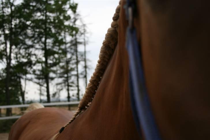 Mine sjove/mærkelige billeder... - I'm Gold and Dangerous' smukke fletning i en ny vinkel ^^ billede 7