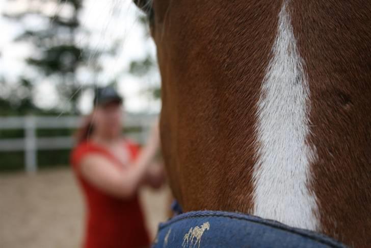Mine sjove/mærkelige billeder... - I'm Gold and Dangerous' næseryg med ejer Lykke i baggrunden. Elsker dette billede... billede 8