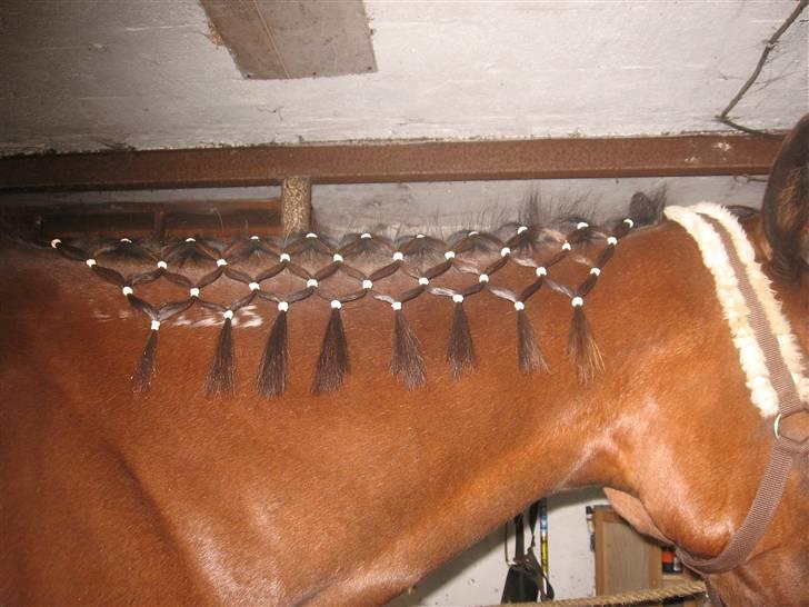 Lær at lave et net på din hest/pony ;) - Færdige resultat;) billede 1