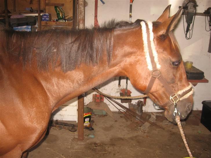 Lær at lave et net på din hest/pony ;) - Sæt håret på den ene side. det ser grimt ud hvis man glemmer noget;) billede 3