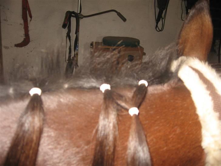 Lær at lave et net på din hest/pony ;) - Sådan her billede 8