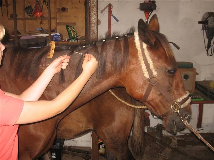 Lær at lave et net på din hest/pony ;) - Lav totter i manen. man bestemmer selv hvor store de skal være;) billede 6