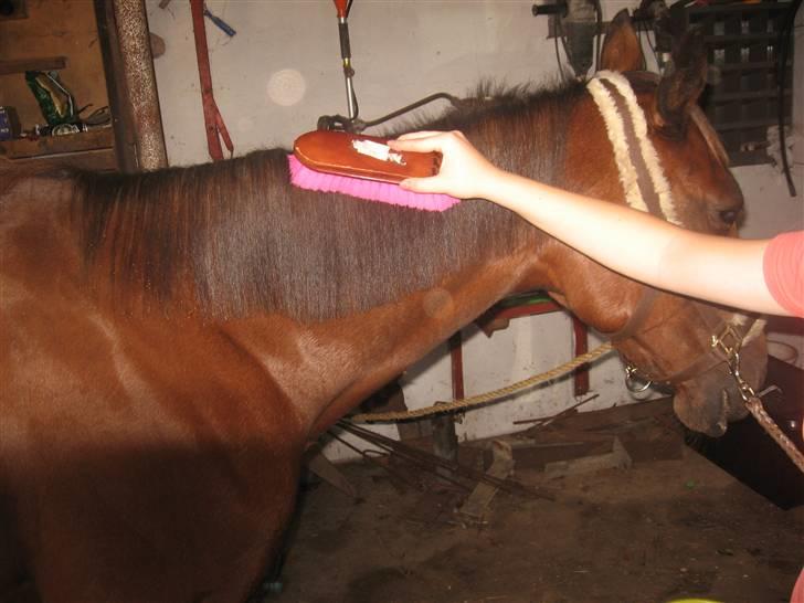 Lær at lave et net på din hest/pony ;) - Børst manen blank;) billede 5