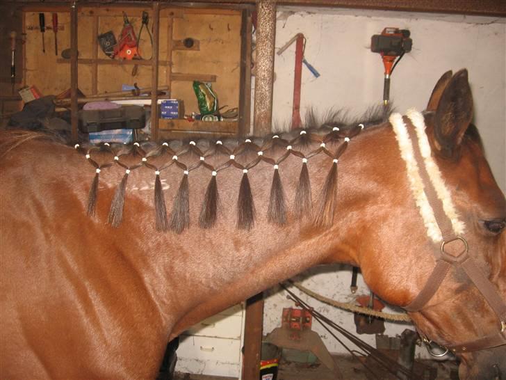 Lær at lave et net på din hest/pony ;) - Lav en række mere;) billede 11