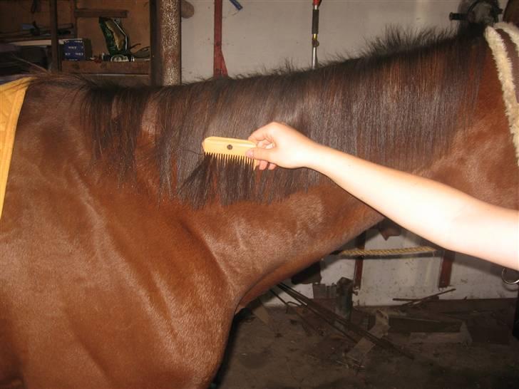 Lær at lave et net på din hest/pony ;) - Red manen helt igemmen med kammen;) billede 4
