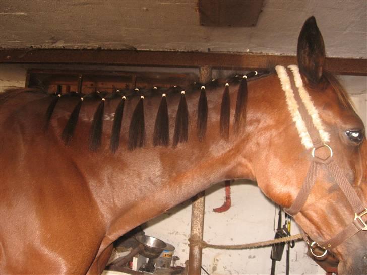 Lær at lave et net på din hest/pony ;) - 1. række er færdig;) billede 10