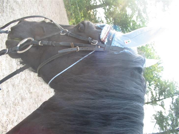 DEN ULTIMATIVE SPRING FRISER :D billede 15