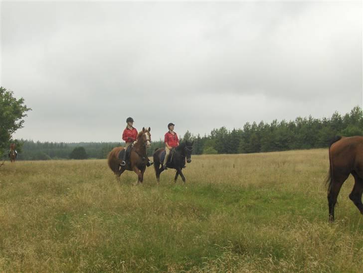 Hjerl hede jagt :) billede 2