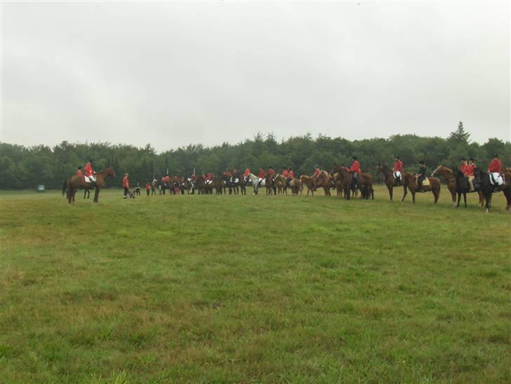 Hjerl hede jagt :) billede 8