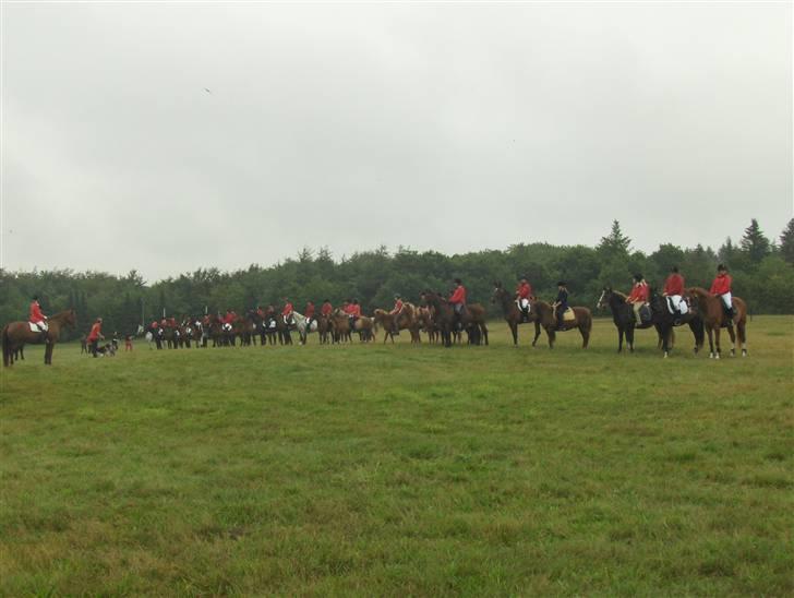 Hjerl hede jagt :) billede 10