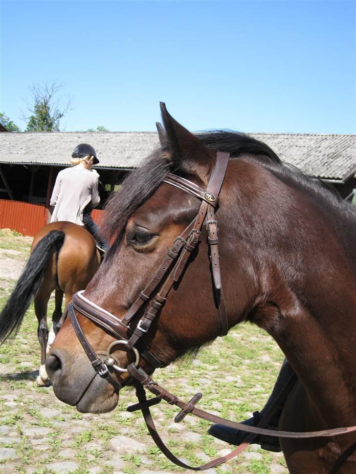 Søborggård Ridelejr Uge 32 billede 108