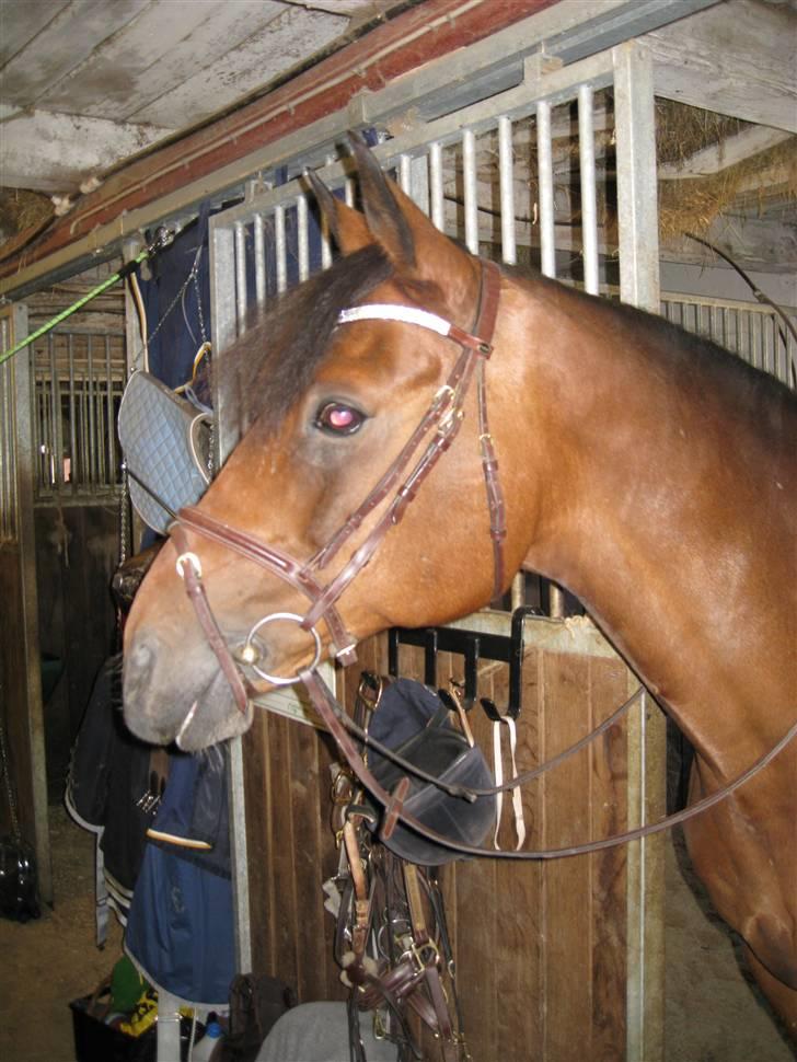 Søborggård Ridelejr Uge 32 billede 129