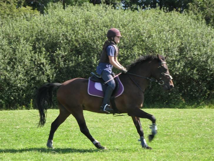 Søborggård Ridelejr Uge 32 billede 161