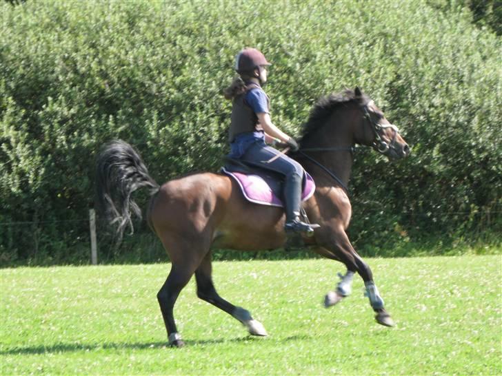 Søborggård Ridelejr Uge 32 billede 168