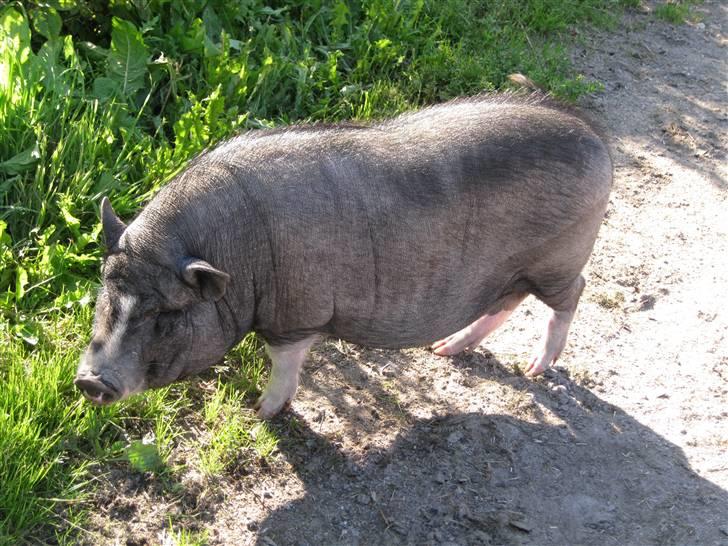 Søborggård Ridelejr Uge 32 billede 211