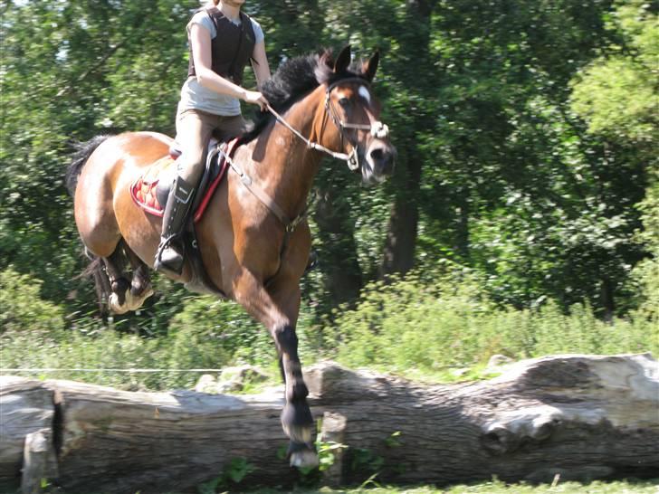 Søborggård Ridelejr Uge 32 billede 224