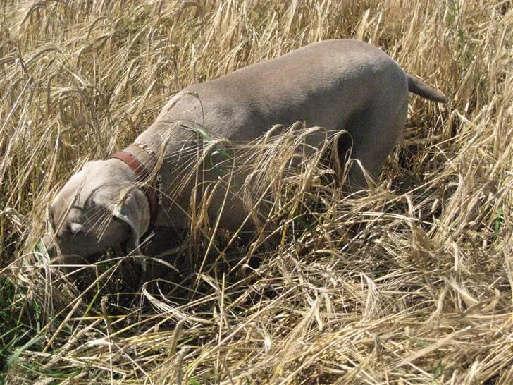Søborggård Ridelejr Uge 32 billede 311