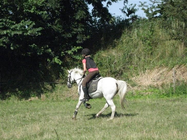 Søborggård Ridelejr Uge 32 billede 338