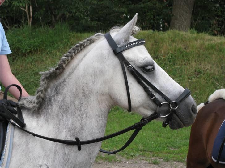 Søborggård Ridelejr Uge 32 billede 363