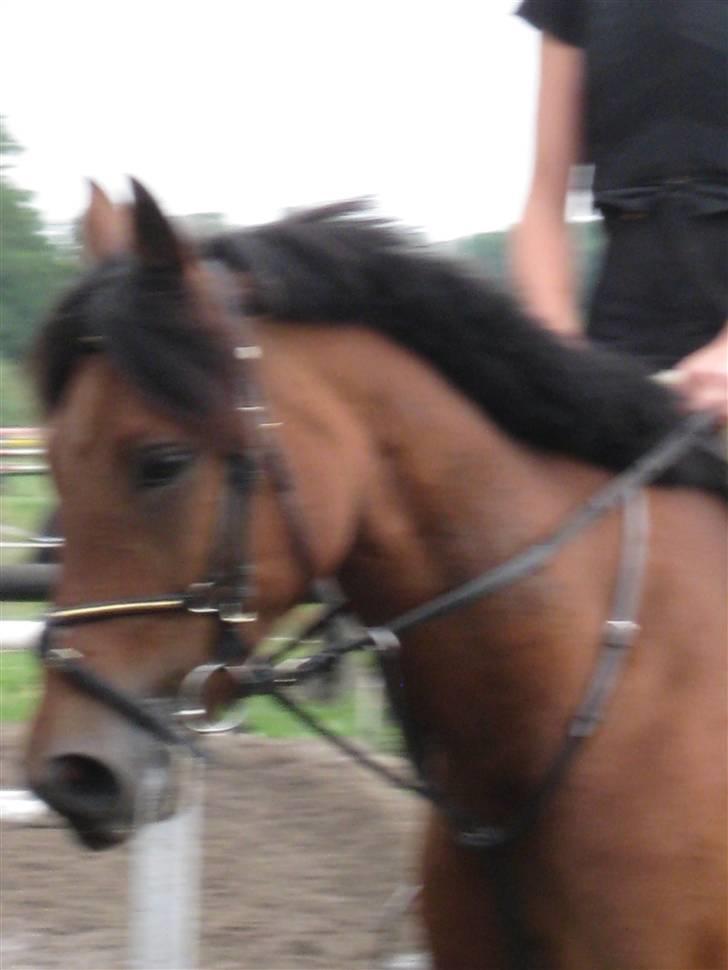 Søborggård Ridelejr Uge 32 billede 401