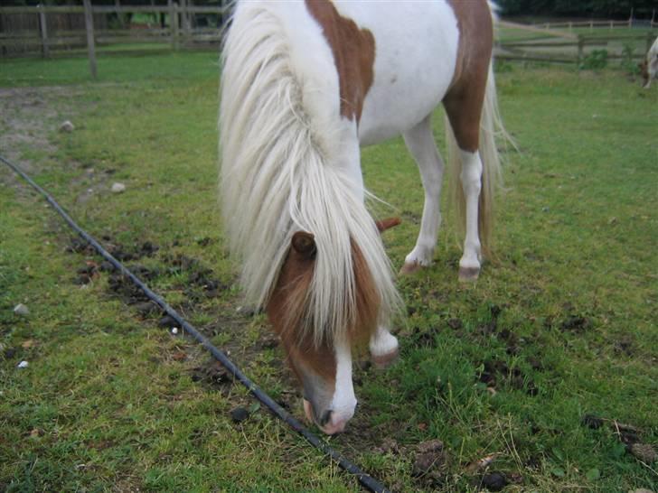 Hestene fra Exmoor (:  - Nobel - Privat billede 14