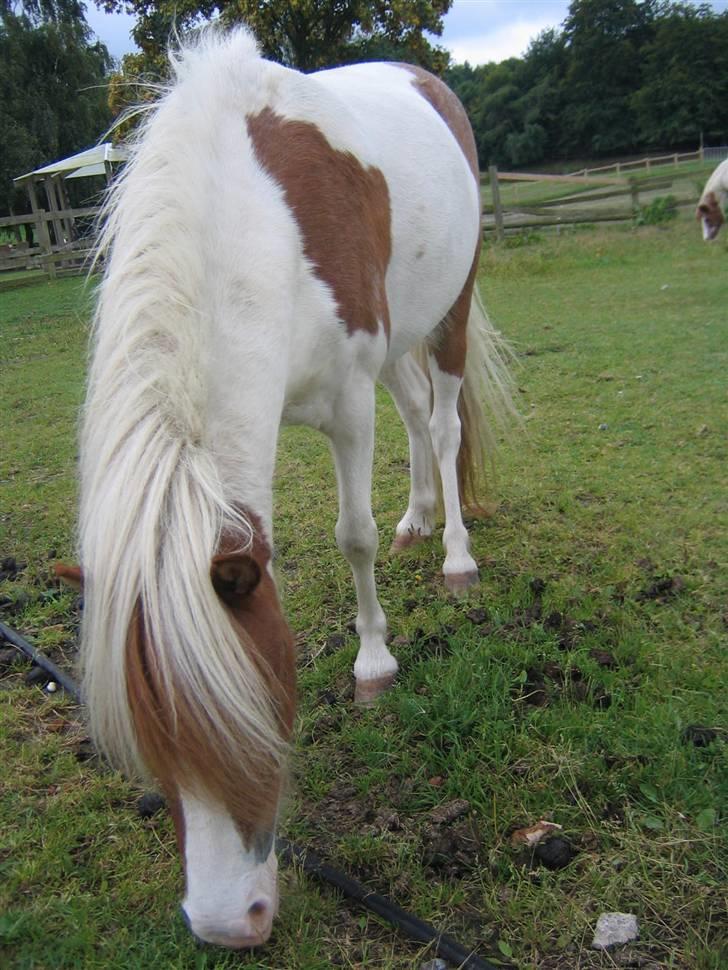 Hestene fra Exmoor (:  - Nobel - Privat billede 17