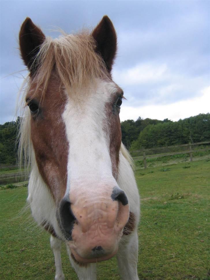 Hestene fra Exmoor (:  - Indy - Pensioneret Rideskolepony billede 18