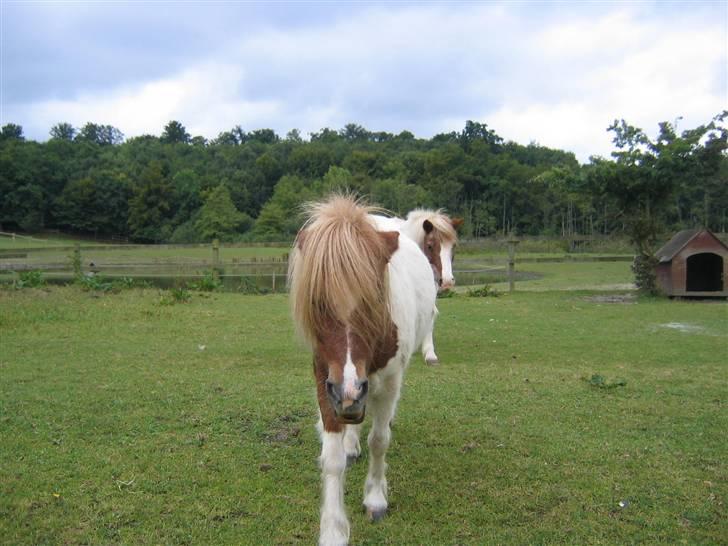 Hestene fra Exmoor (:  - Duchess - Privat billede 19