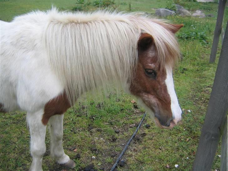 Hestene fra Exmoor (:  - Indy - Pensioneret Rideskolepony billede 20