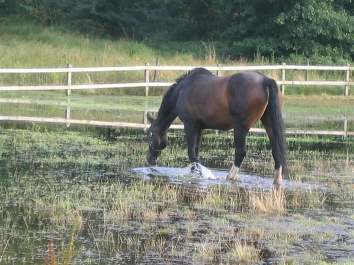 Hestene fra Exmoor (:  - Coco til søs - Privat billede 22