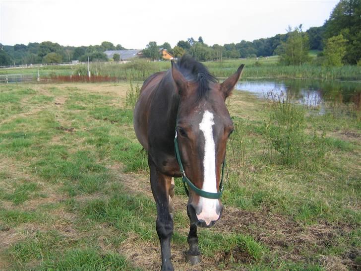 Hestene fra Exmoor (:  - Coco - Privat billede 23