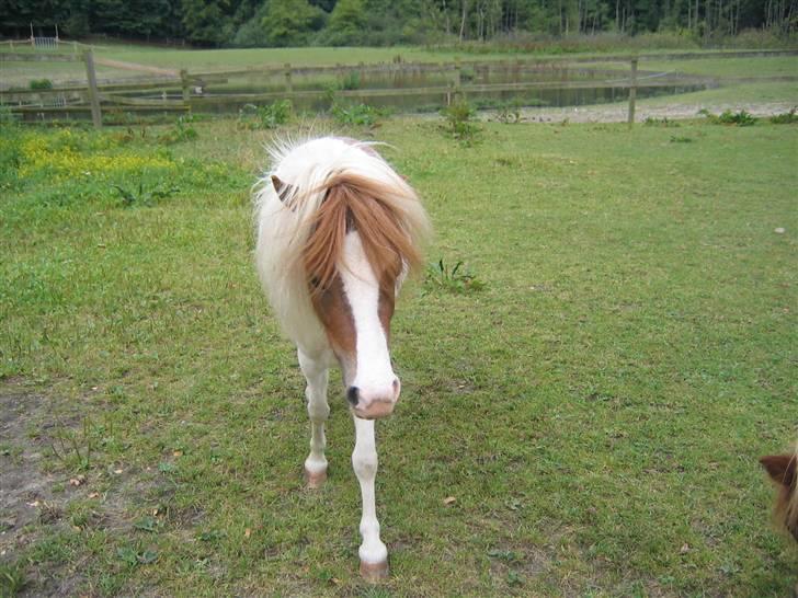 Hestene fra Exmoor (:  - Nobel - Privat billede 24